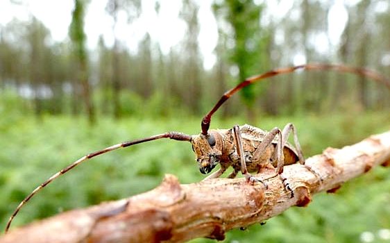 ALERTE – Nouveau foyer du nématode du pin à Angresse
